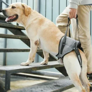 Chien harnais | Averell™