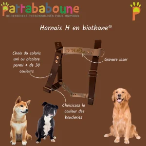 Harnais en H personnalisé en biothane 25 mm - ajustable & ultra confortable